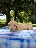 AKC SH ee Cream , a male Miniature Dachshund for sale in Hugo, OK – 3 of 10