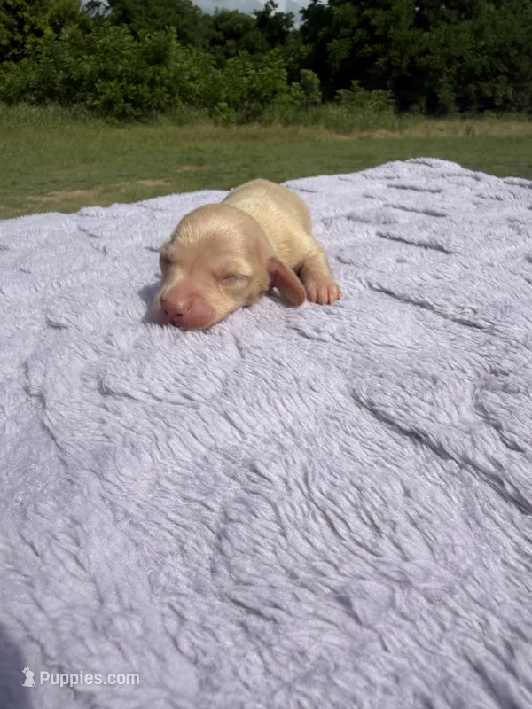 AKC ee Cream  – Miniature Dachshund puppy for sale in Hugo, OK