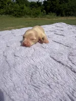 AKC ee Cream , a male Miniature Dachshund for sale in Hugo, OK – 1 of 2