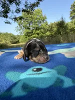 Black Dapple , a female Chihuahua and Miniature Dachshund for sale in Hugo, OK – 1 of 2