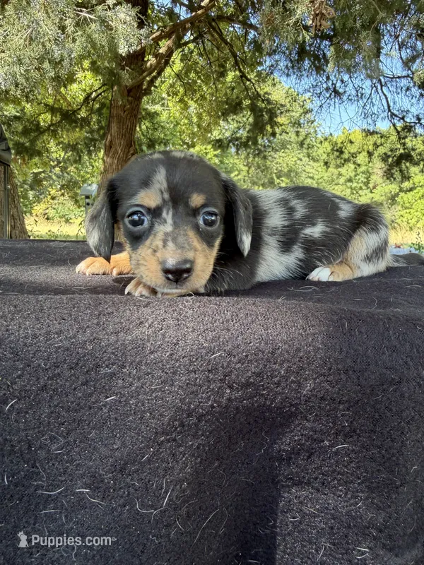 Black Dapple  – Chihuahua, Miniature Dachshund puppy for sale in Hugo, OK
