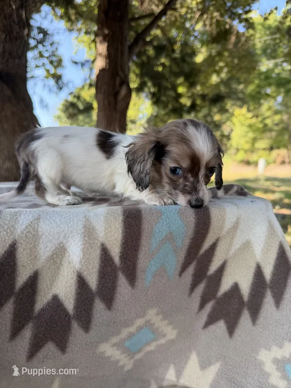 Little Beansprout  – Miniature Dachshund puppy for sale in Hugo, OK