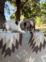 Little Beansprout , a male Miniature Dachshund for sale in Hugo, OK – 1 of 7