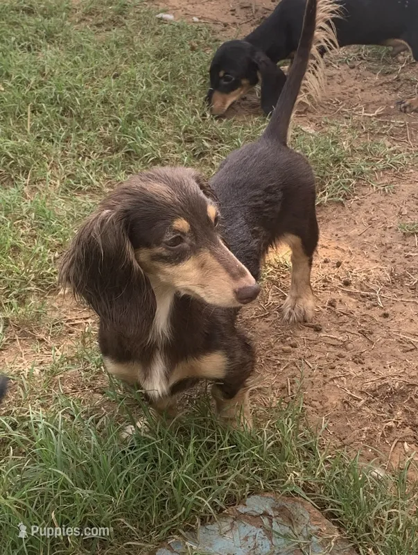 Trade?- AKC Litter #2 – Miniature Dachshund puppy for sale in Hugo, OK