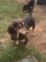 Trade?- AKC Litter #2, a  Miniature Dachshund for sale in Hugo, OK – 1 of 2