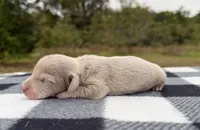 AKC Isabella and Cream Dapple , a male Miniature Dachshund for sale in Hugo, OK – 1 of 4
