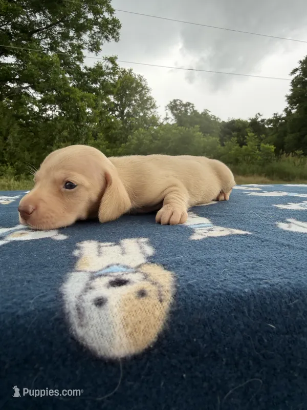 AKC SH ee Cream  – Miniature Dachshund puppy for sale in Hugo, OK