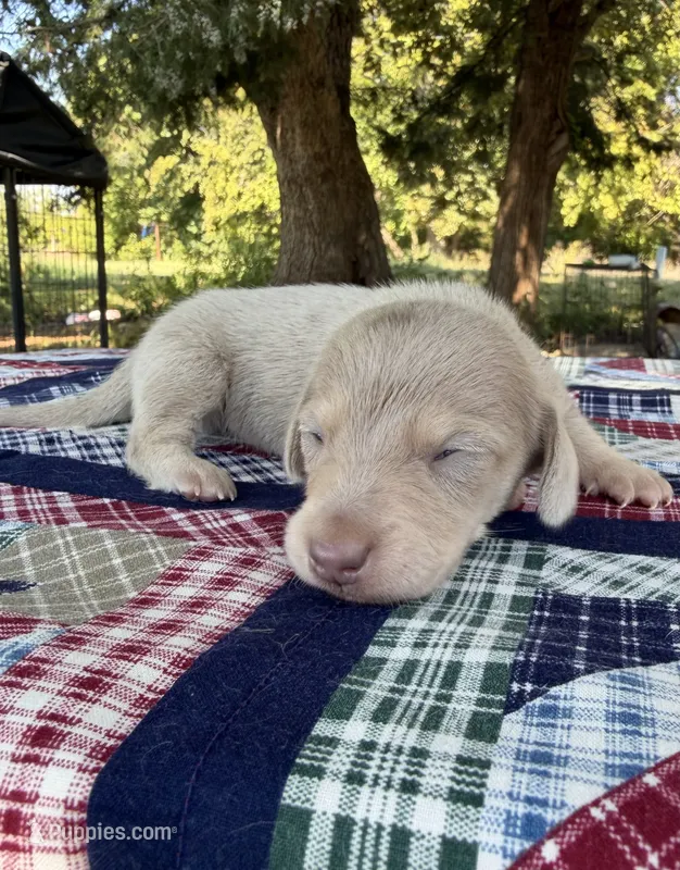 AKC SH Isabella and Cream Dapple  – Miniature Dachshund puppy for sale in Hugo, OK
