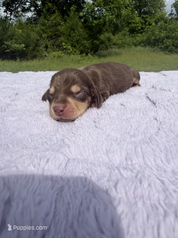AKC Choc&Cream  – Miniature Dachshund puppy for sale in Hugo, OK