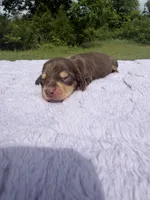 AKC Choc&Cream , a female Miniature Dachshund for sale in Hugo, OK – 1 of 2