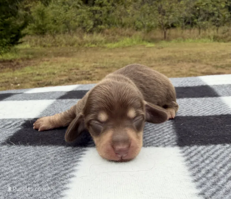 AKC Chocolate and Cream – Miniature Dachshund puppy for sale in Hugo, OK