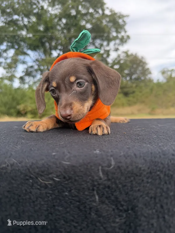 Chocolate Girl SH – Chihuahua, Miniature Dachshund puppy for sale in Hugo, OK