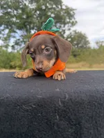 Chocolate Girl SH, a female Chihuahua and Miniature Dachshund for sale in Hugo, OK – 1 of 4