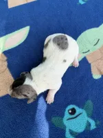 Black Dapple Piebald, a male Chihuahua and Miniature Dachshund for sale in Hugo, OK – 2 of 2
