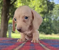 AKC SH ee Cream , a male Miniature Dachshund for sale in Hugo, OK – 2 of 10