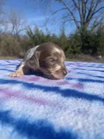 CKC Isabella Dapple LH, a male Miniature Dachshund for sale in Hugo, OK – Photo 3 of 3