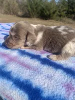 CKC Isabella Dapple LH, a male Miniature Dachshund for sale in Hugo, OK – Photo 2 of 3