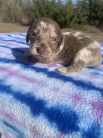 CKC Isabella Dapple LH, a male Miniature Dachshund for sale in Hugo, OK – Photo 1 of 3