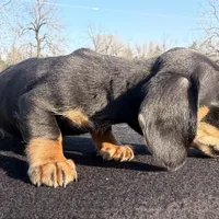 AKC Black & Tan SH, a male Miniature Dachshund for sale in Hugo, OK – Photo 3 of 6