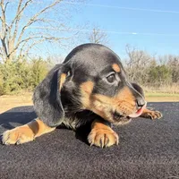 AKC Black & Tan SH, a male Miniature Dachshund for sale in Hugo, OK – Photo 1 of 6
