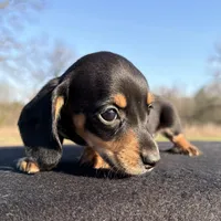 AKC Black & Tan SH, a male Miniature Dachshund for sale in Hugo, OK – Photo 2 of 6