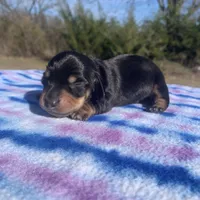 AKC Black & Tan SH, a male Miniature Dachshund for sale in Hugo, OK – Photo 4 of 6