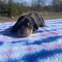 AKC Black & Tan SH, a male Miniature Dachshund for sale in Hugo, OK – Photo 6 of 6