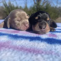 AKC Black & Tan SH, a male Miniature Dachshund for sale in Hugo, OK – Photo 5 of 6