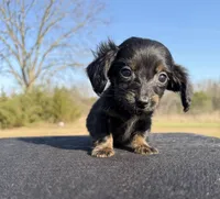 CKC Black & Tan LH, a male Miniature Dachshund for sale in Hugo, OK – Photo 3 of 9