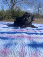 CKC Black & Tan LH, a male Miniature Dachshund for sale in Hugo, OK – Photo 7 of 9