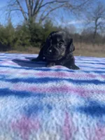 CKC Black & Tan LH, a male Miniature Dachshund for sale in Hugo, OK – Photo 8 of 9