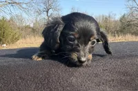 CKC Black & Tan LH, a male Miniature Dachshund for sale in Hugo, OK – Photo 2 of 9