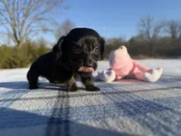 CKC Black & Tan LH, a male Miniature Dachshund for sale in Hugo, OK – Photo 4 of 9