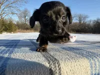 CKC Black & Tan LH, a male Miniature Dachshund for sale in Hugo, OK – Photo 5 of 9