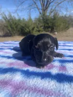CKC Black & Tan LH, a male Miniature Dachshund for sale in Hugo, OK – Photo 9 of 9