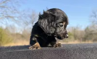 CKC Black & Tan LH, a male Miniature Dachshund for sale in Hugo, OK – Photo 1 of 9