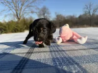 CKC Black & Tan LH, a male Miniature Dachshund for sale in Hugo, OK – Photo 6 of 9