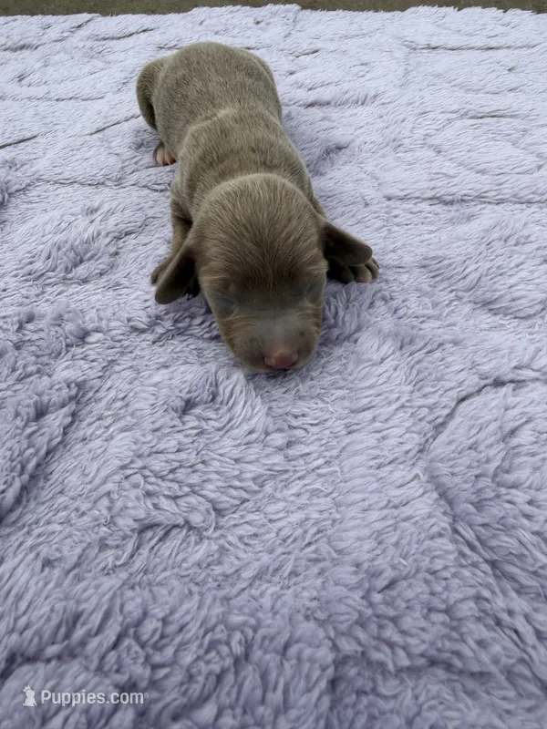 Isabella & Tan  – Miniature Dachshund puppy for sale in Hugo, OK