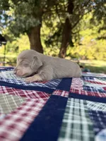 AKC SH Isabella and Cream, a female Miniature Dachshund for sale in Hugo, OK – 3 of 6