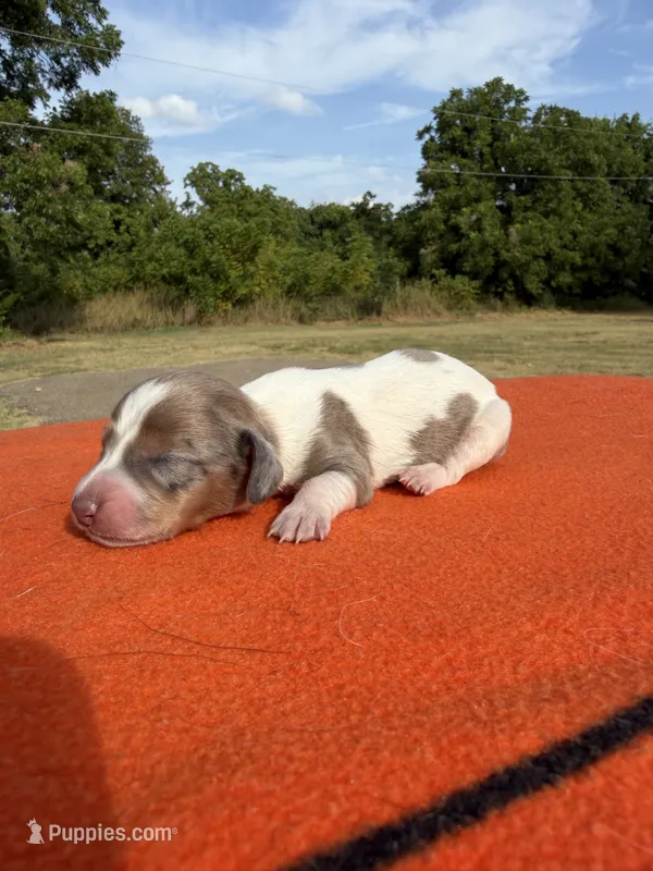 CKC SH Blue Red Dapple Piebald  – Miniature Dachshund puppy for sale in Hugo, OK