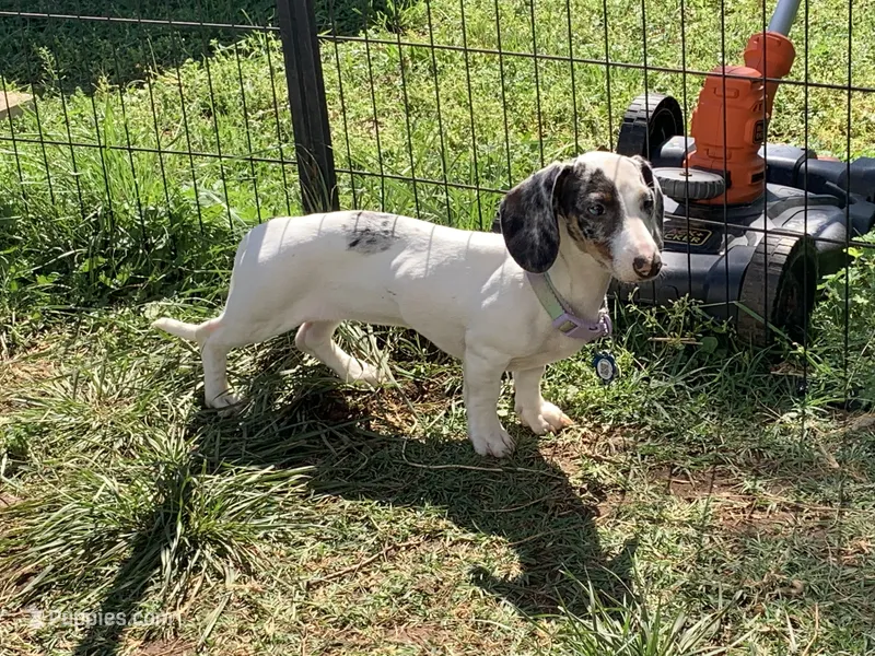 Trade? -AKC Litter  – Miniature Dachshund puppy for sale in Hugo, OK