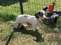 Trade? -AKC Litter , a  Miniature Dachshund for sale in Hugo, OK – 1 of 2