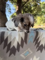 Little Beansprout , a male Miniature Dachshund for sale in Hugo, OK – 4 of 7
