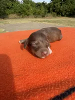 CKC Red, a male Miniature Dachshund for sale in Hugo, OK – 2 of 3
