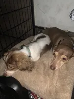 Arrow, a female Miniature Dachshund for sale in Hugo, OK – 2 of 4