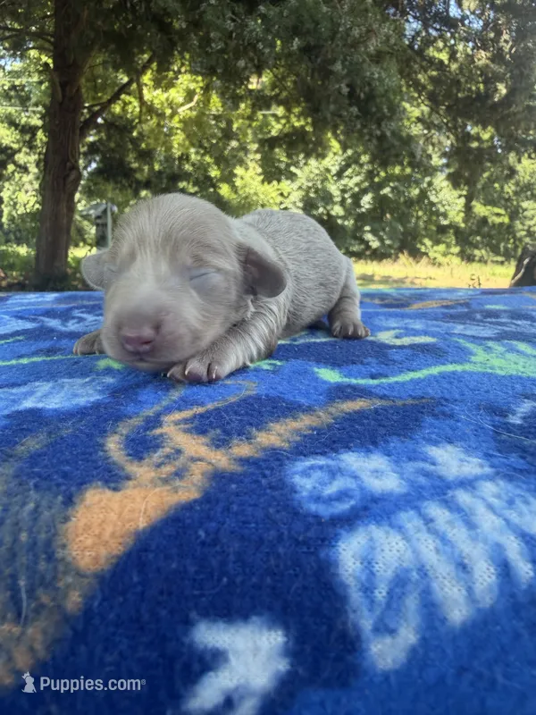 Isabella Boy 2  – Chihuahua, Miniature Dachshund puppy for sale in Hugo, OK