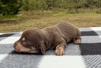 AKC Chocolate and Cream, a female Miniature Dachshund for sale in Hugo, OK – 2 of 3
