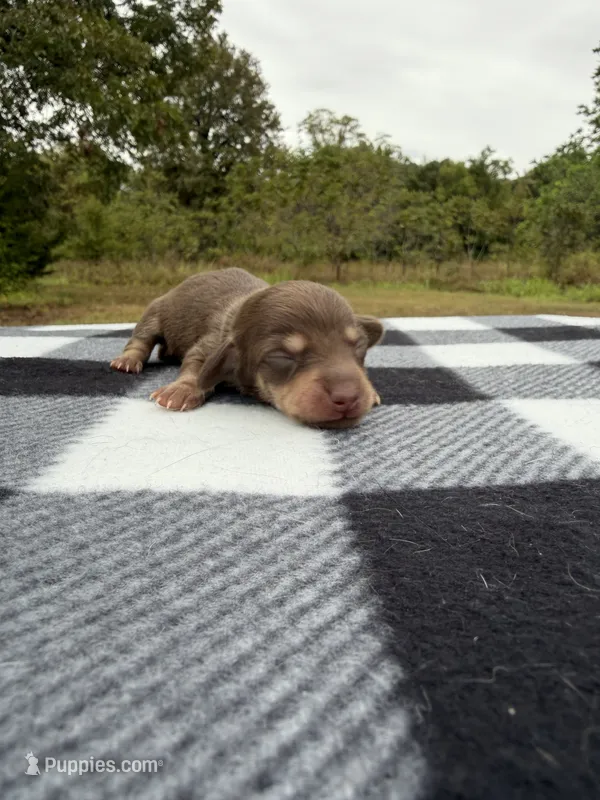 AKC Chocolate and Cream #2 – Miniature Dachshund puppy for sale in Hugo, OK