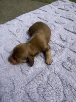 AKC Shaded Cream , a female Miniature Dachshund for sale in Hugo, OK – 2 of 2