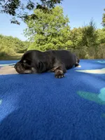 Black & Tan Brindle, a female Chihuahua and Miniature Dachshund for sale in Hugo, OK – 1 of 1